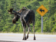 Moose in Nova Scotia, Canada