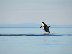 Orca breaching in Canada