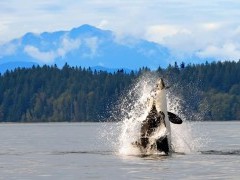 Orca breaching with porpoise in mouth