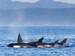 Orca pod in Canada.