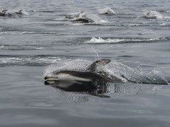 Pacific white-sided dolphin in Canada.