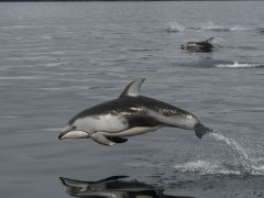 Pacific white-sided dolphin in Canada.