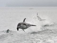 Pacific white-sided dolphin in Canada