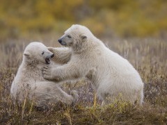 Polar bear cubs in Hudson Bay, Canada.