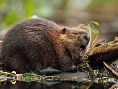 American beaver in Quebec