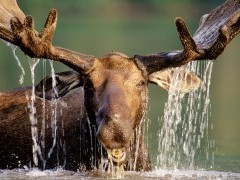 Moose in Quebec.