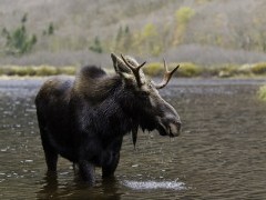 Moose in Quebec