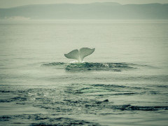 Beluga whale in Tadoussac, Quebec, Canada