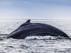 Humpback whale in Tadoussac, Quebec, Canada