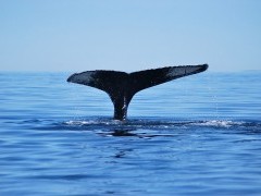Humpback whale in Tadoussac, Quebec