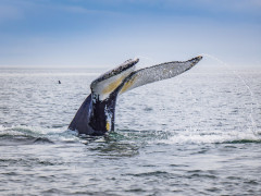 Humpback whale in Tadoussac, Quebec, Canada