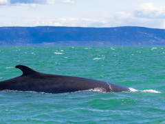 Minke whale in Tadoussac, Quebec, Canada
