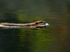 Beaver in Quebec, Canada.
