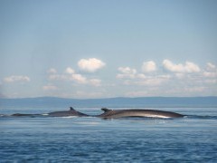 Fin whale in Quebec, Canada
