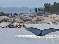 Whale watching kayaking trip in Quebec, Canada.