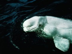 Beluga whale in Quebec, Canada.