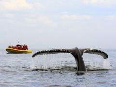 Humpback whale and Zodiac in Quebec, Canada.