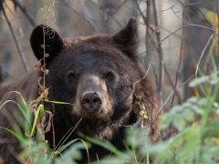 Black bear in Canada