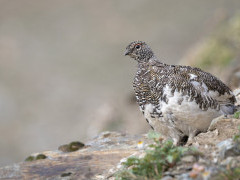 Rock ptarmigan in Canada