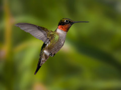 Ruby-throated hummingbird in Canada