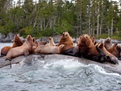 Steller's sea lion colony in Canada.