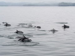 Pacific white-sided dolphin in Canada