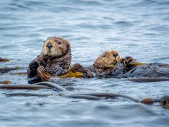 Sea otter in Canada