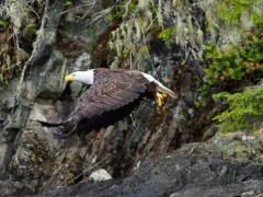 Bald eagle in Vancouver Island, Canada