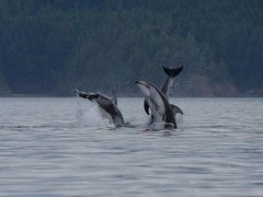 Pacific white-sided dolphin in Vancouver Island, Canada