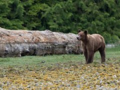 Grizzly bear in Vancouver Island, Canada
