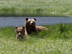 Grizzly bear in Vancouver Island, Canada