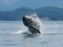 Humpback whale in Vancouver Island, Canada