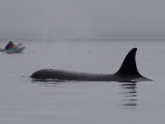 Orca in Vancouver Island, Canada