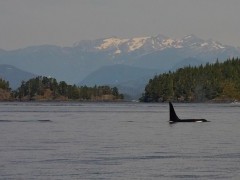 Orca in Vancouver Island, Canada