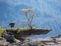 Bald eagle in Vancouver Island, Canada
