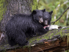 Black bear cubs in Canada