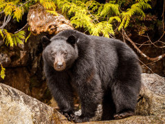 Black bear in Canada