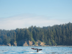 Grey whale in Canada