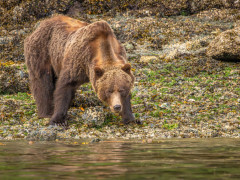 Grizzly bear in Canada