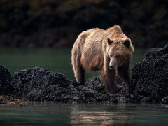 Grizzly bear in Vancouver Island, Canada