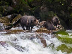 Grizzly bear in Vancouver Island, Canada.