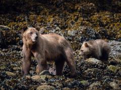 Grizzly bear in Vancouver Island, Canada