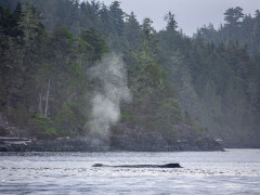 Humpback whale in Vancouver Island, Canada