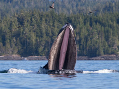 Humpback whale in Vancouver Island, Canada
