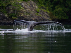 Humpback whale in Vancouver Island, Canada