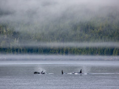 Orca pod in Vancouver Island, Canada