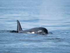 Orca in Vancouver Island, Canada