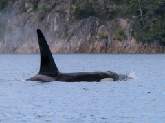 Orca in Vancouver Island, Canada
