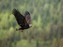 Bald eagle in Vancouver Island