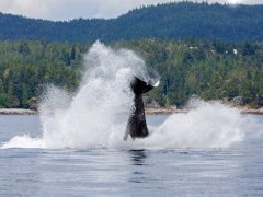 Orca in Vancouver Island